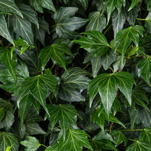 Hedera helix Green Ripple