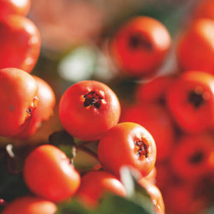 Pyracantha Dart’s Red