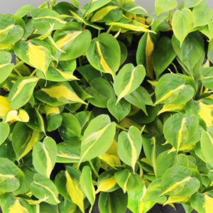 Philodendron “Scandens Brasil”