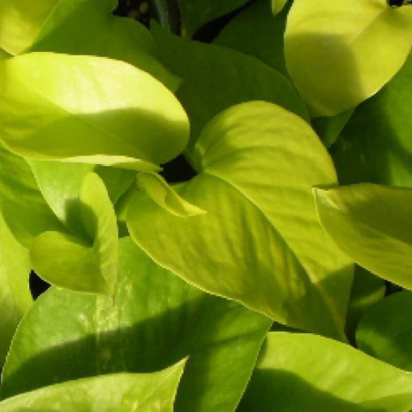 Golden Epipremnum “Golden Pothos”