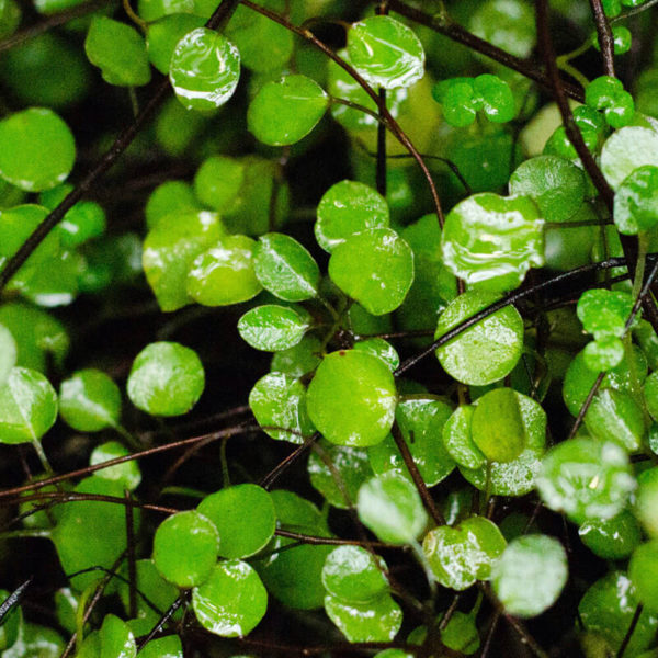 Muehlenbeckia complexa