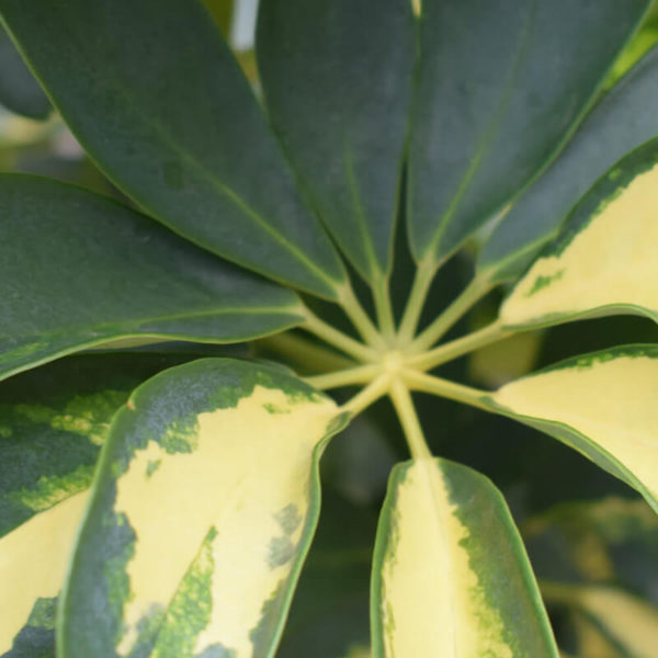 Schefflera arboricola “Janine”