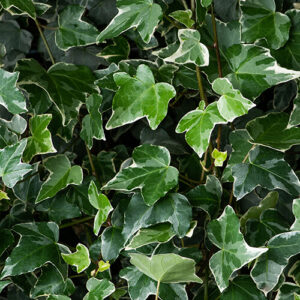 Hedera helix Glacier