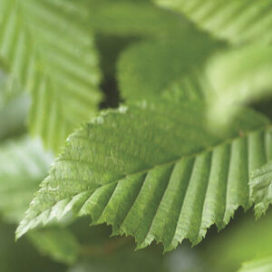 Carpinus betulus