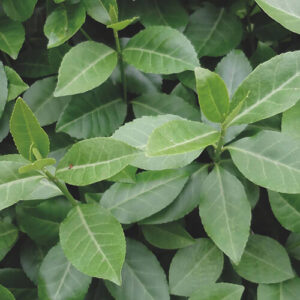 Euonymus Dart’s Blanket