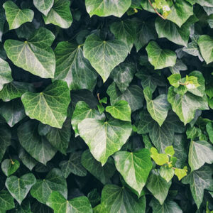 Hedera helix Woerner