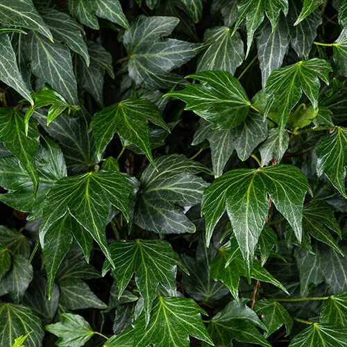 Hedera helix Green Ripple