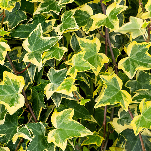 Hedera helix Goldchild