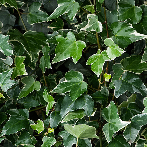 Hedera helix Glacier