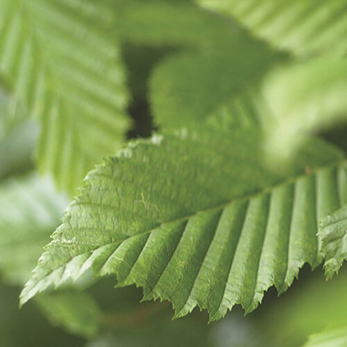 Carpinus betulus