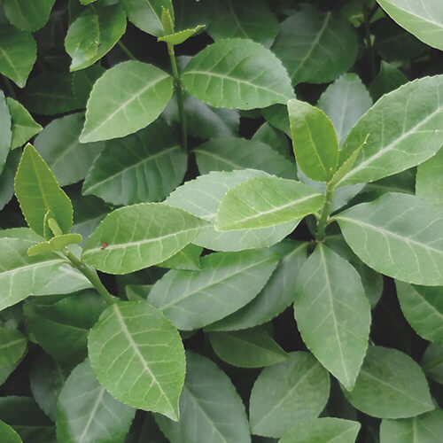 Euonymus Dart’s Blanket