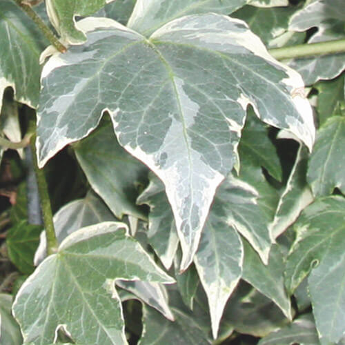 Hedera helix White Ripple