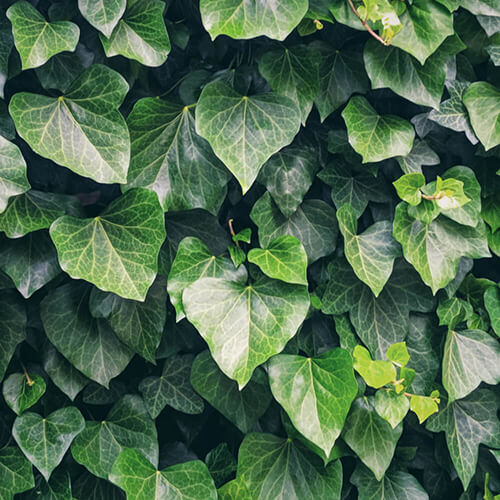 Hedera helix Woerner